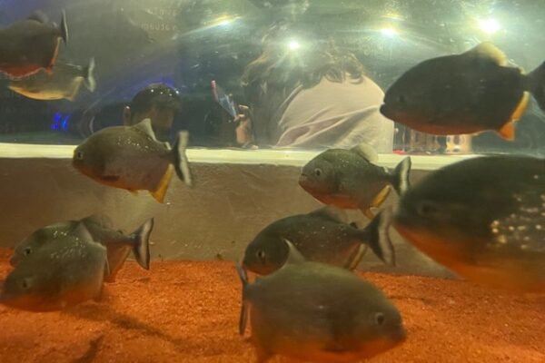 Piranhas no Aquário