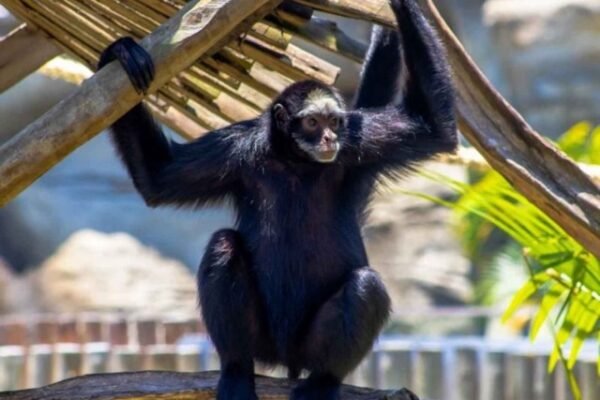 Macaco no BioParque do Rio