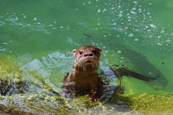 Lontra no BioParque do Rio