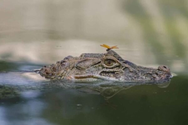 Crocodilo no BioParque do Rio