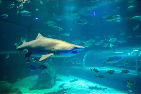 AquaRio Rio de Janeiro
