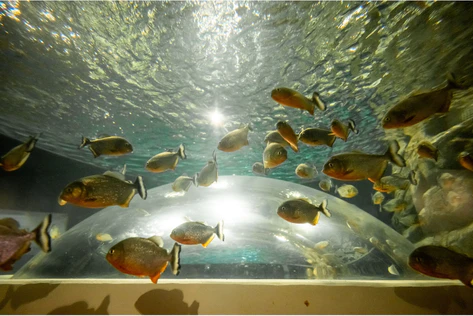 AquaRio Rio de Janeiro