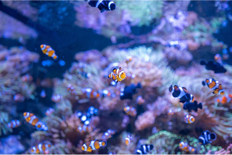 AquaRio Rio de Janeiro