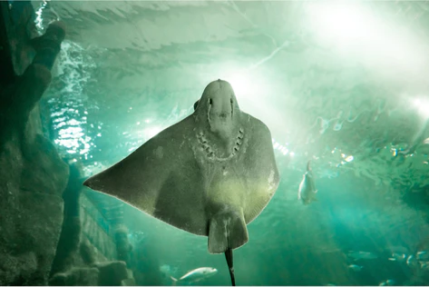 AquaRio Rio de Janeiro