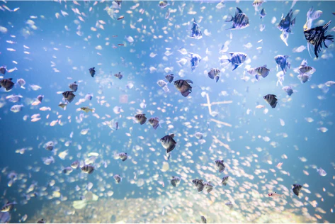 AquaRio Rio de Janeiro